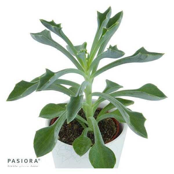 Konnichiwa Kalanchoe, 3 pieces