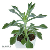Succulent Selection, 5 pieces