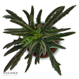 Kalanchoe Spider - 6cm