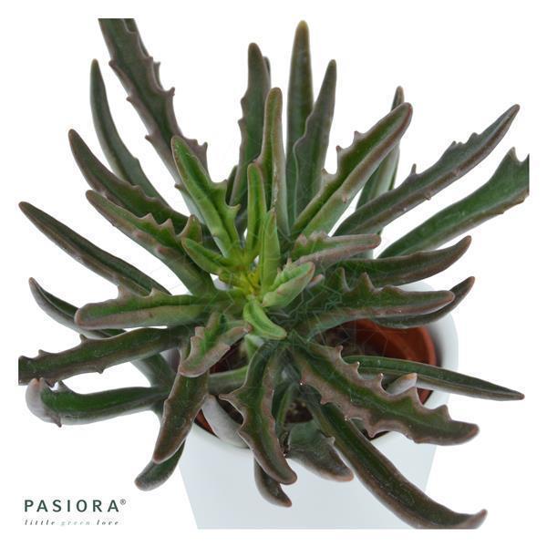 Konnichiwa Kalanchoe, 3 pieces