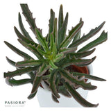 Konnichiwa Kalanchoe, 3 pieces