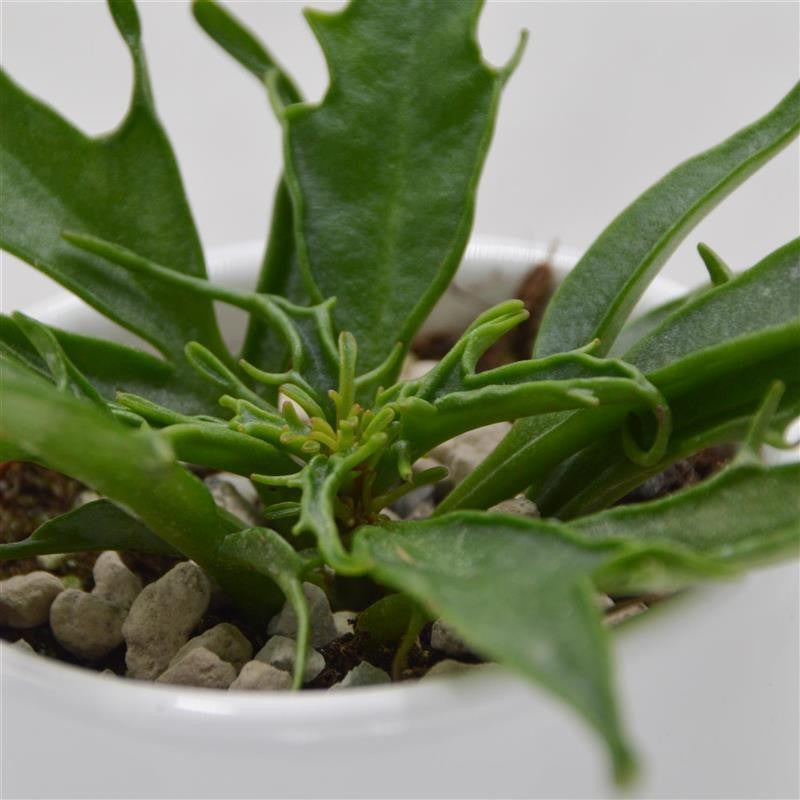 Kalanchoe katapifa Tarantula Pink - 6cm