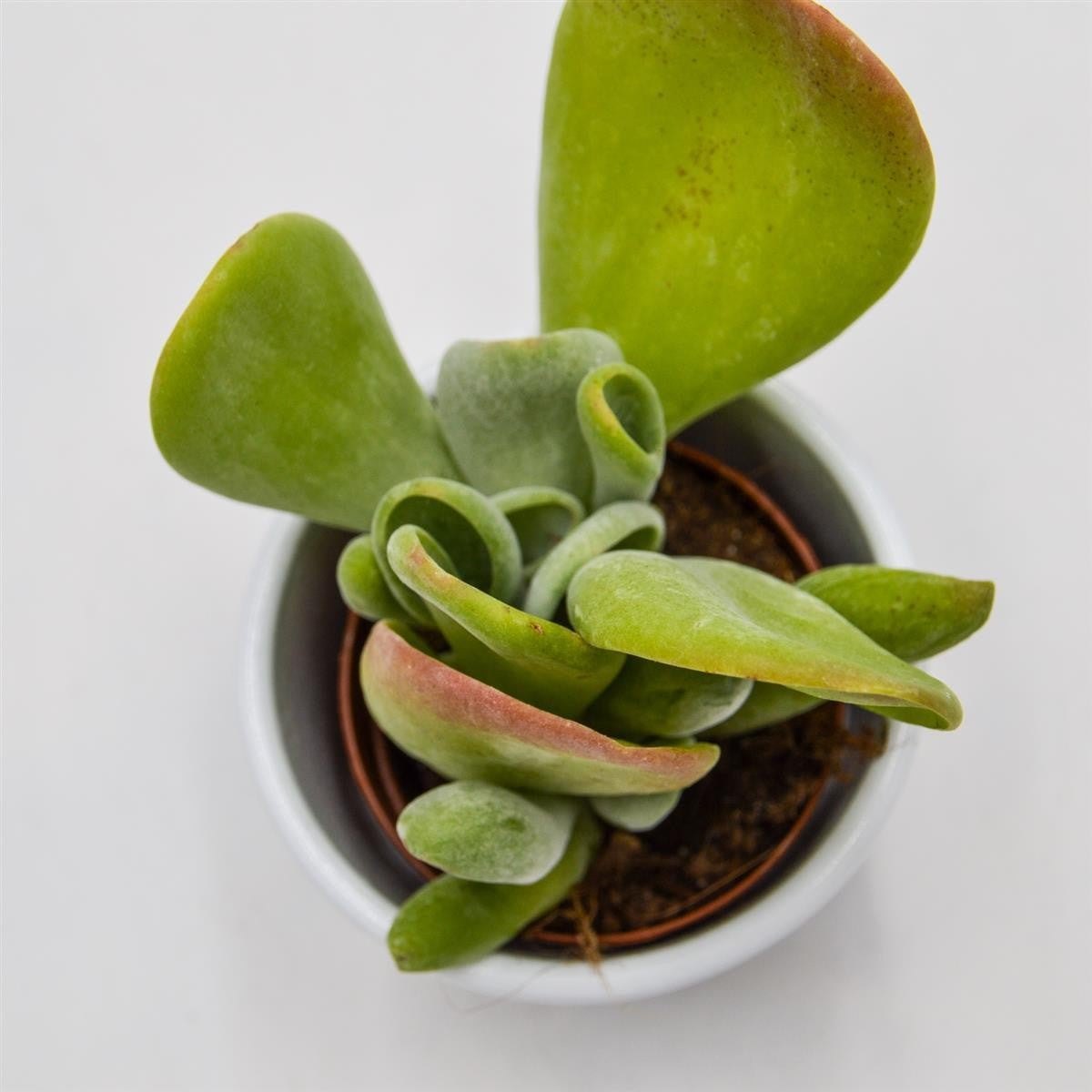 Kalanchoe Lady Finger - 5.5cm