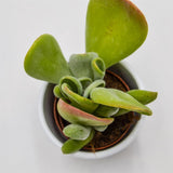 Kalanchoe Lady Finger - 5.5cm