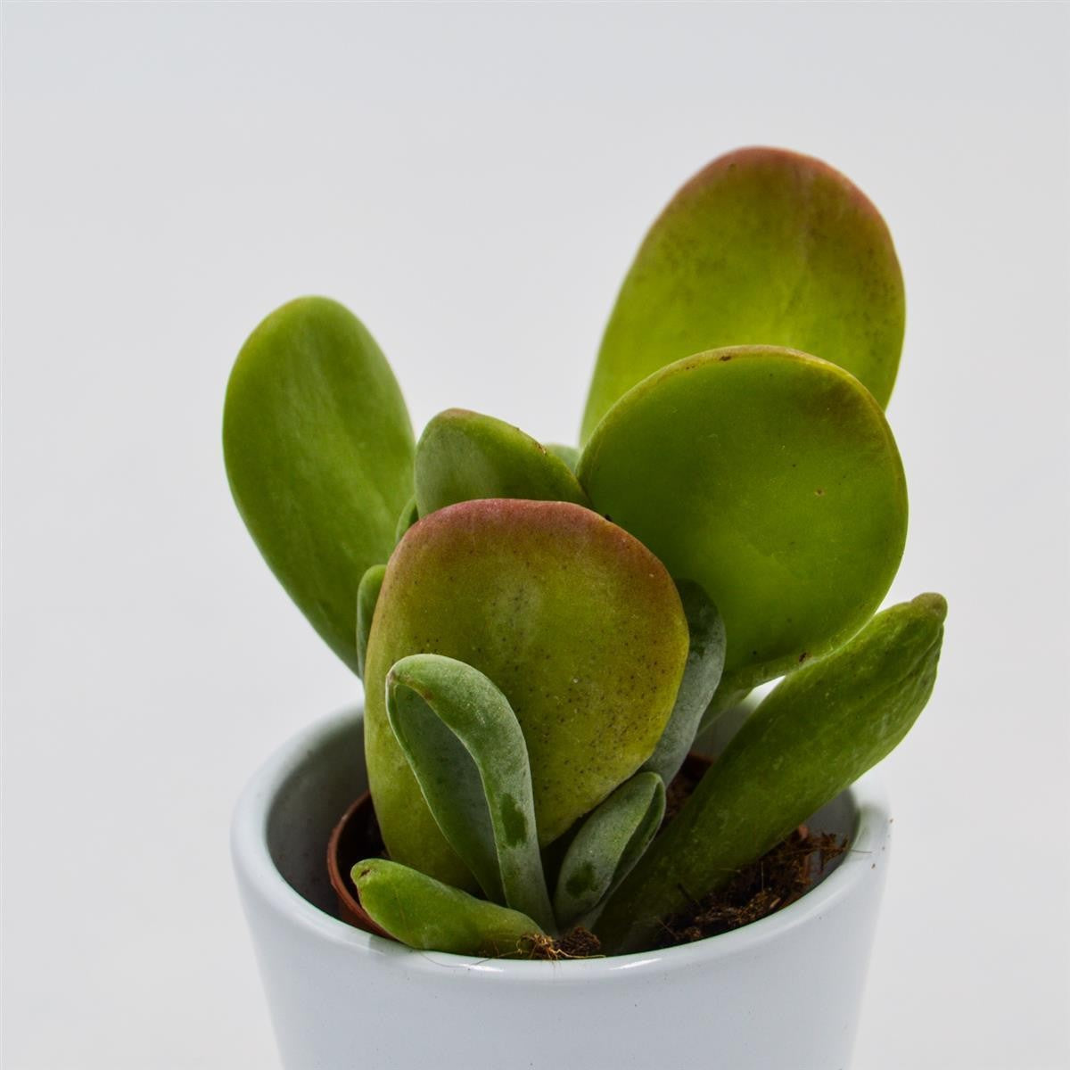 Kalanchoe Lady Finger - 5.5cm