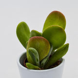 Kalanchoe Lady Finger - 5.5cm
