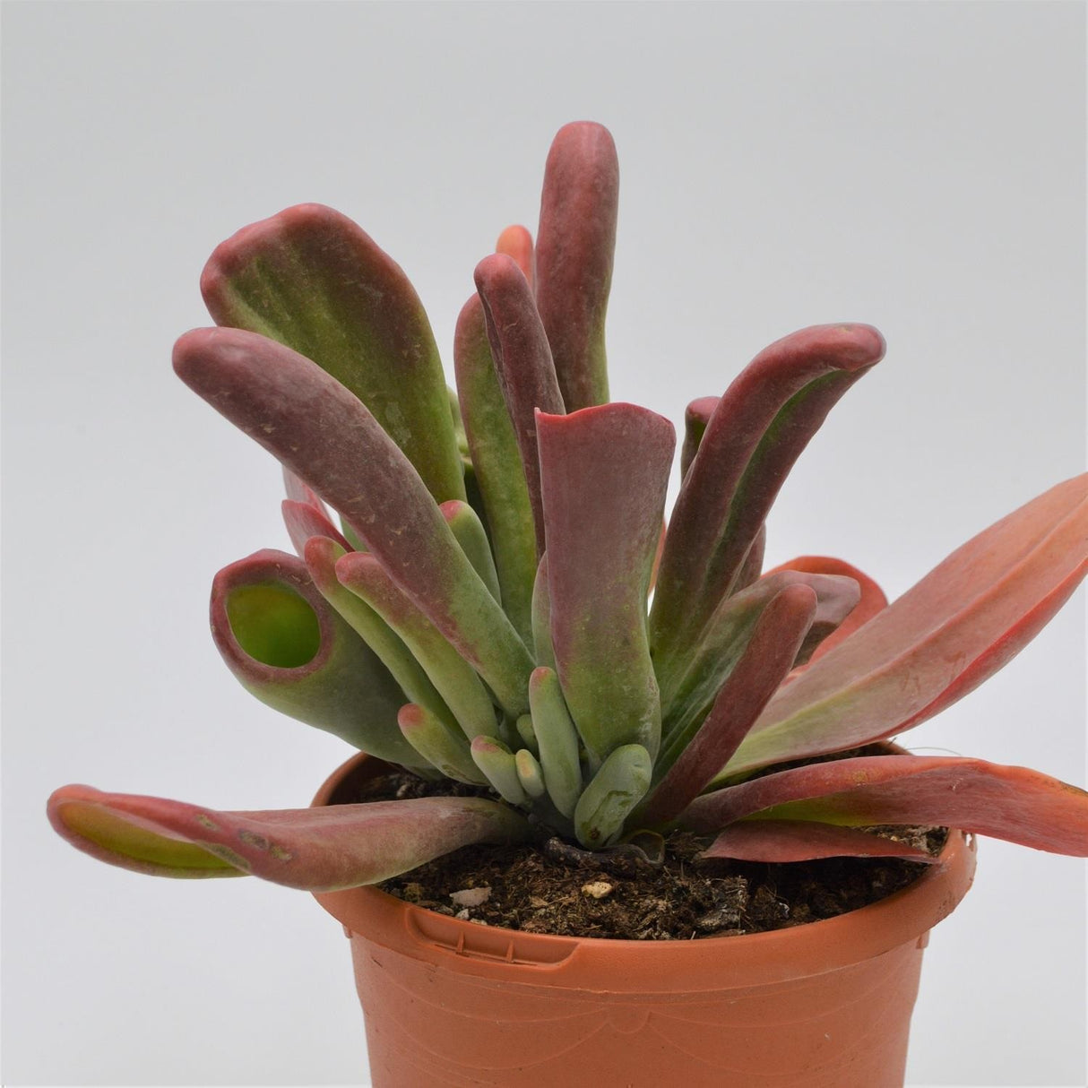 Kalanchoe Lady Finger - 17cm