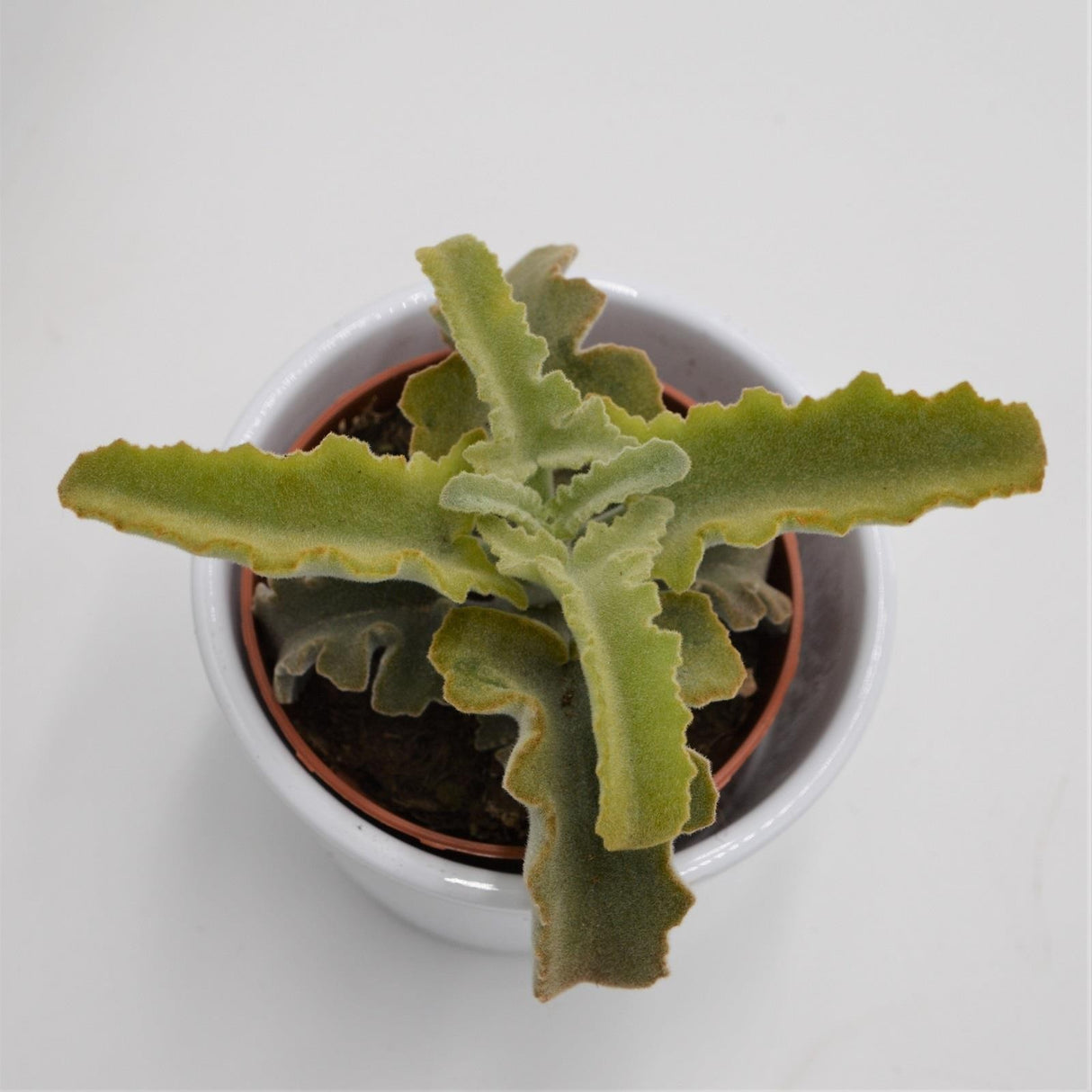 Kalanchoe beharensis Roseleaf - 8.5cm