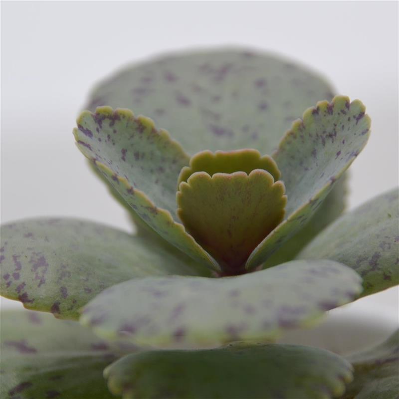 Kalanchoe marmorata - 6cm