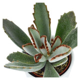 Konnichiwa Kalanchoe, 3 pieces
