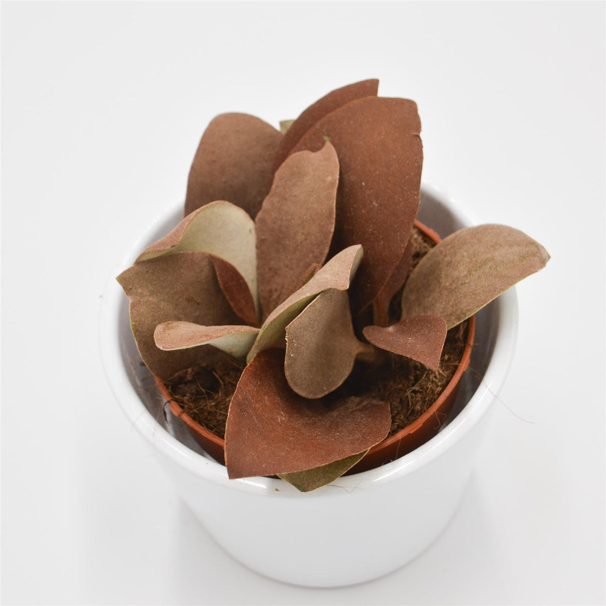 Kalanchoe orgyalis - 8.5cm