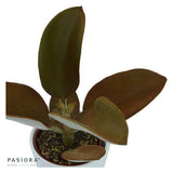 Konnichiwa Kalanchoe, 3 pieces