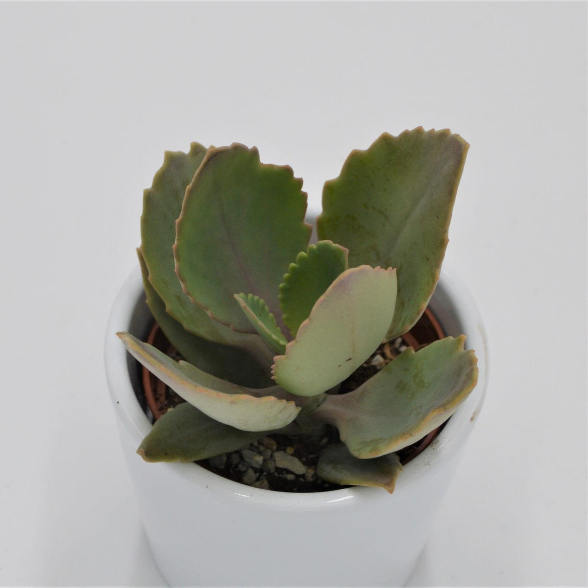 Kalanchoe peteri - 5.5cm