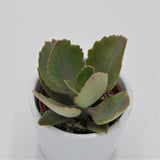 Kalanchoe peteri - 5.5cm