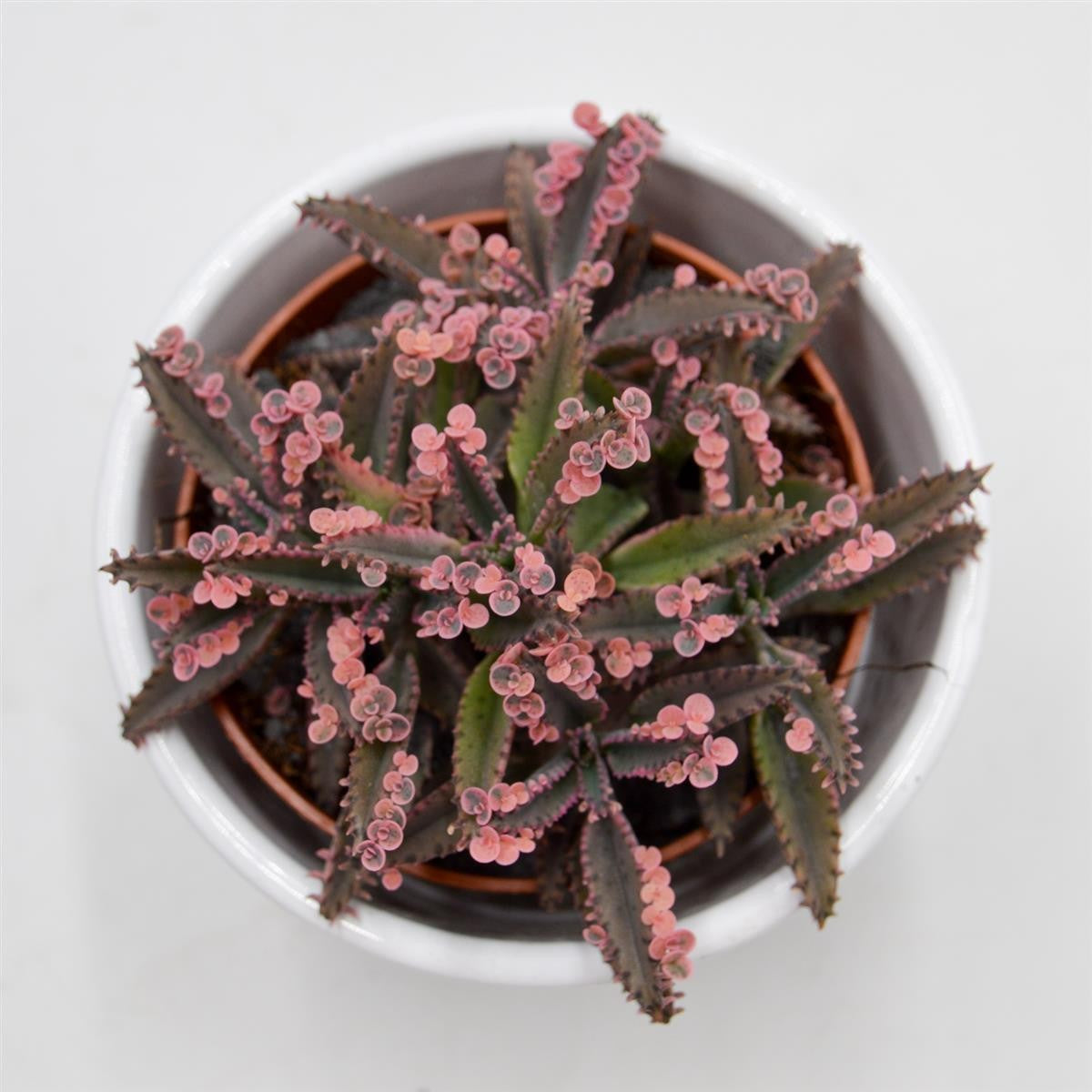 Kalanchoe Pink Butterfly - 8.5cm