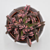 Kalanchoe Pink Butterfly - 8.5cm
