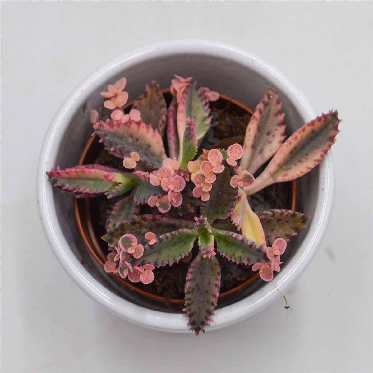 Kalanchoe Pink Butterfly - 5.5cm