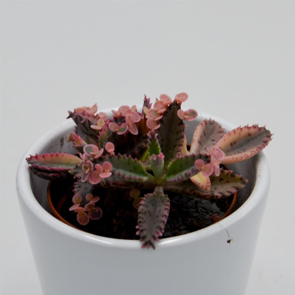Kalanchoe Pink Butterfly - 5.5cm