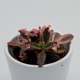 Kalanchoe Pink Butterfly - 5.5cm
