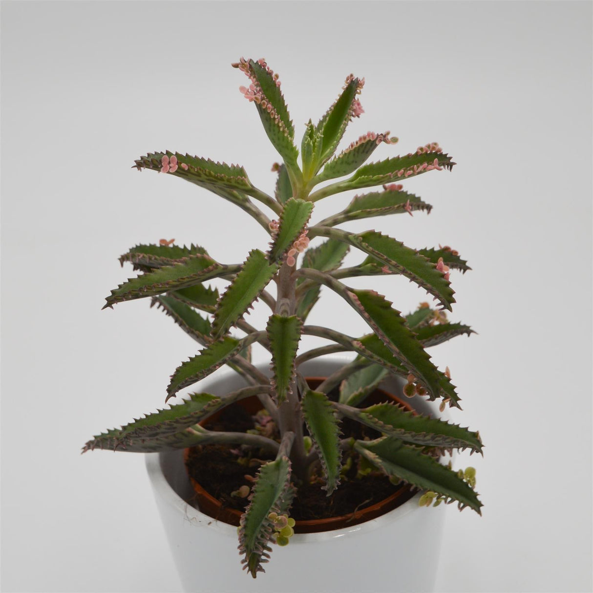 Kalanchoe Pink Butterfly - 8.5cm