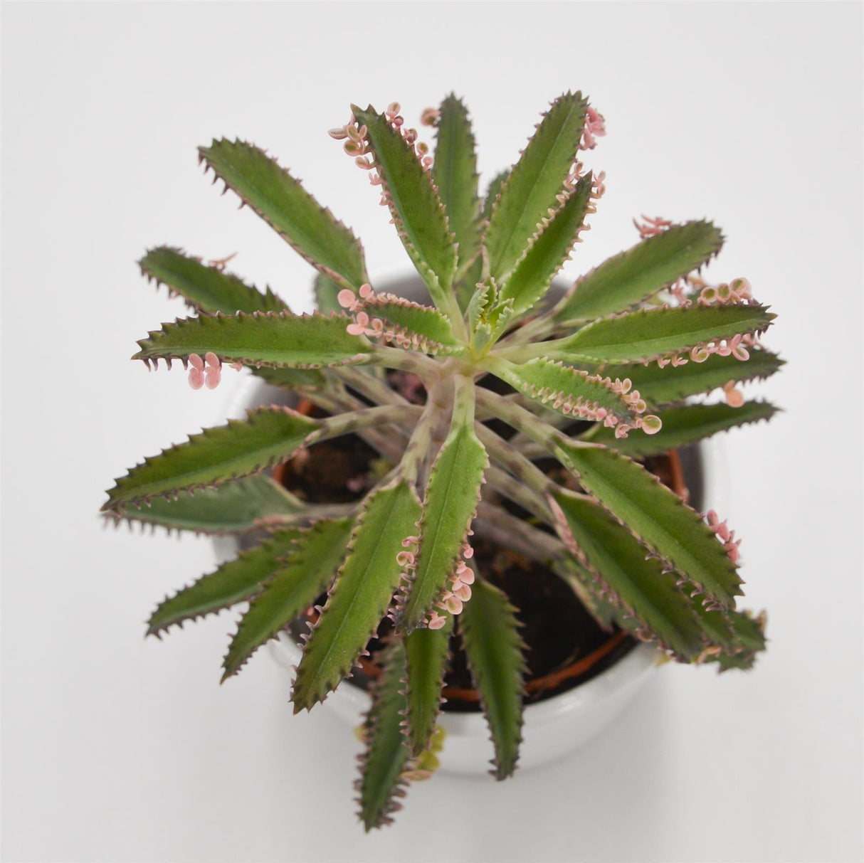 Kalanchoe Pink Butterfly - 8.5cm