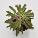 Kalanchoe Pink Butterfly - 8.5cm