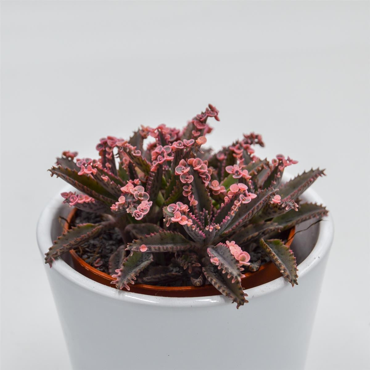 Kalanchoe Pink Butterfly - 8.5cm