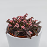Kalanchoe Pink Butterfly - 8.5cm