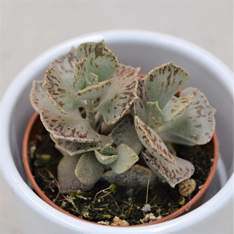 Kalanchoe rhombopilosa - 5.5cm
