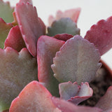Kalanchoe rubinea - 5.5cm