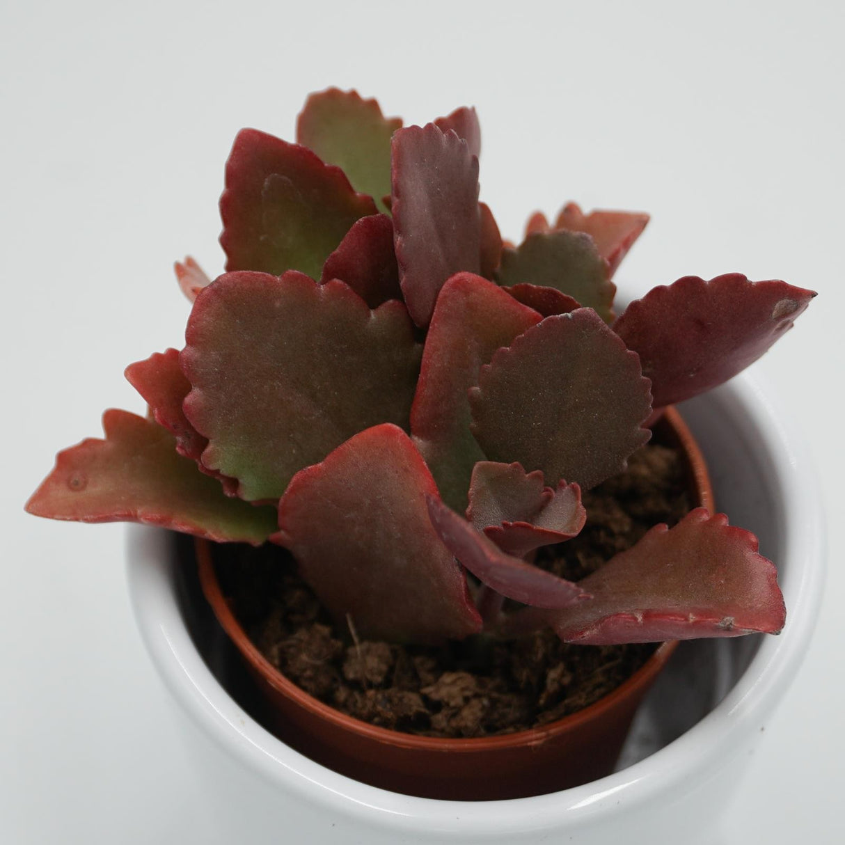 Kalanchoe rubinea - 5.5cm