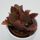 Kalanchoe rubinea - 5.5cm