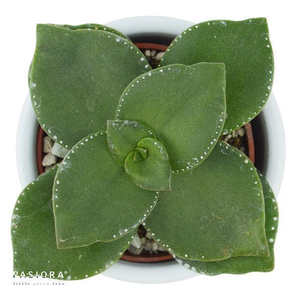 Konnichiwa Kalanchoe, 5 pieces
