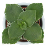 Konnichiwa Kalanchoe, 5 pieces
