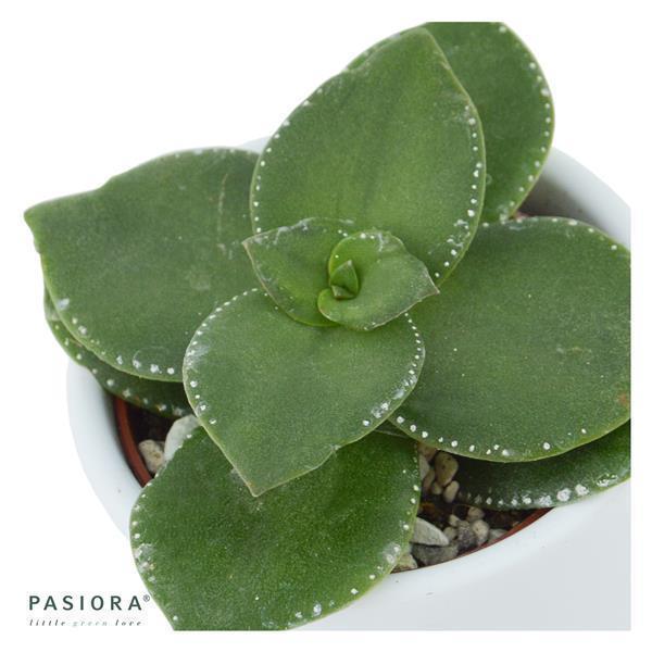 Konnichiwa Kalanchoe, 3 pieces