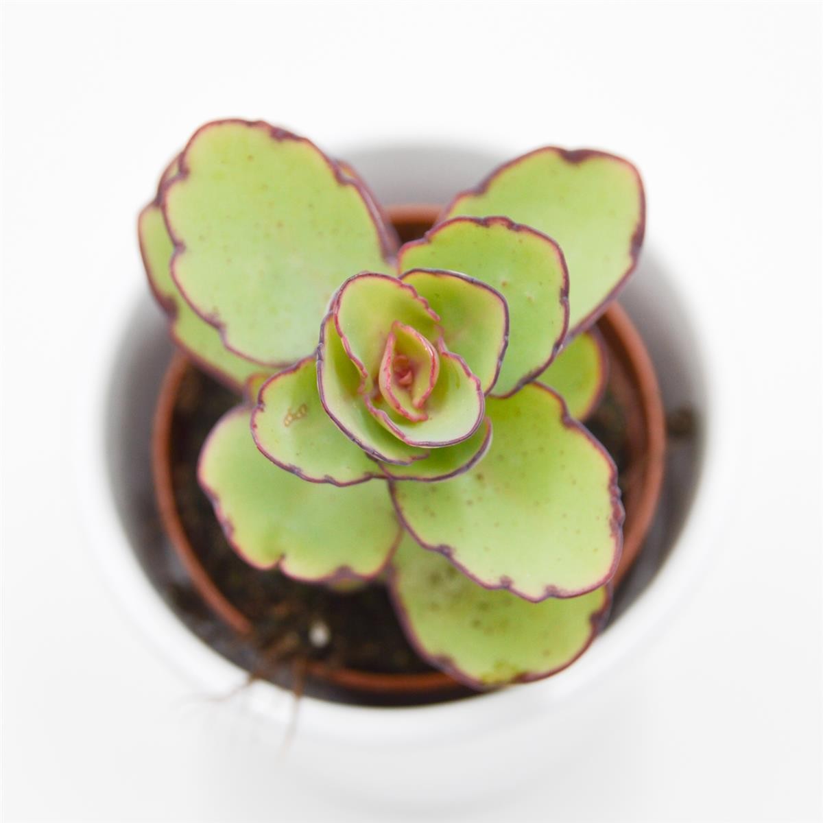 Kalanchoe thailandii - 5.5cm