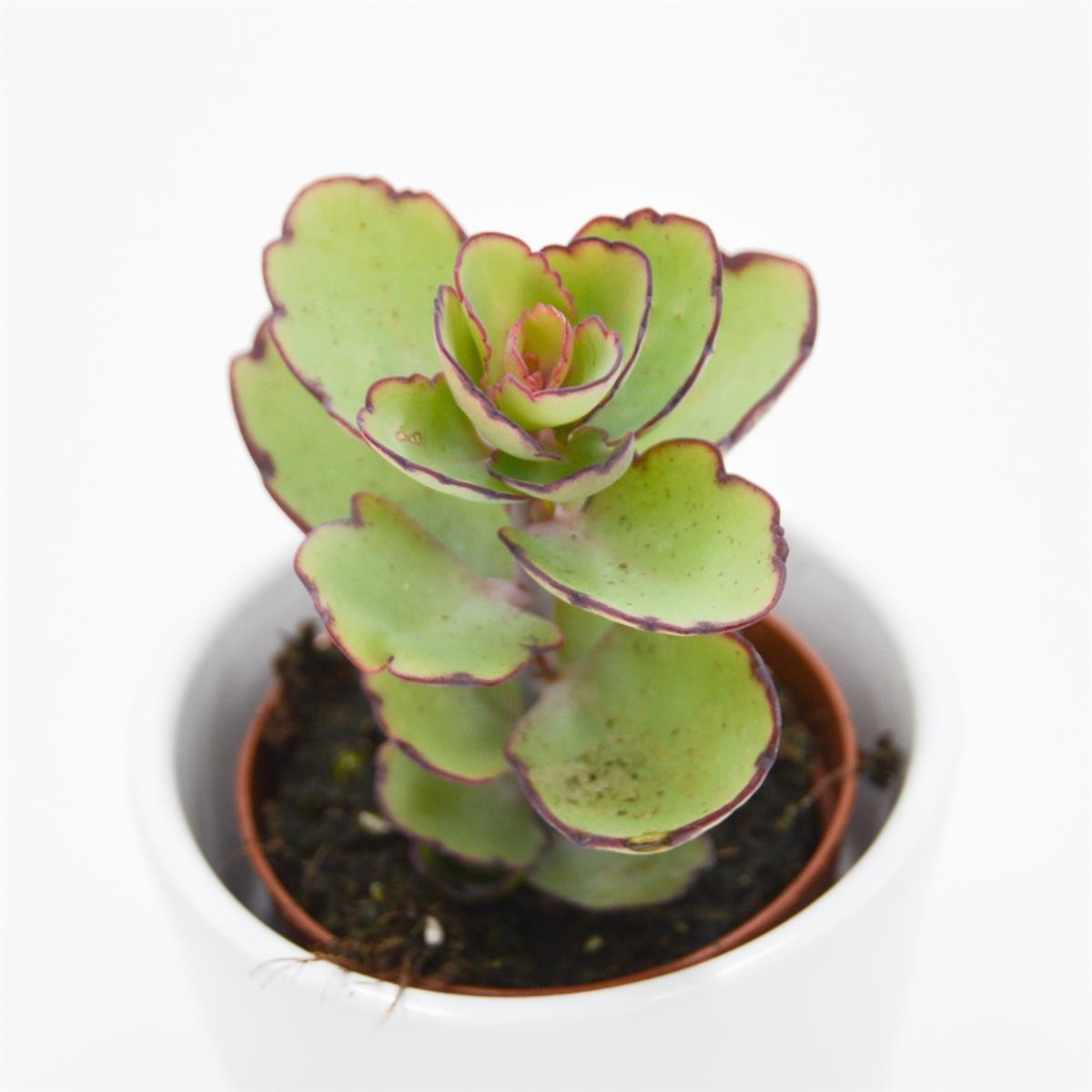 Kalanchoe thailandii - 5.5cm