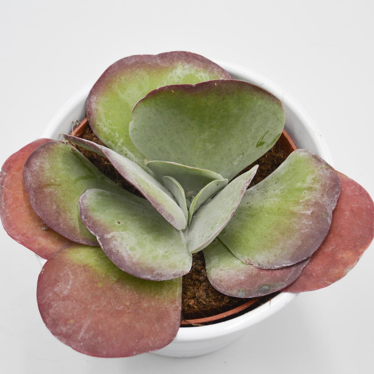 Kalanchoe thyrsiflora - 12cm
