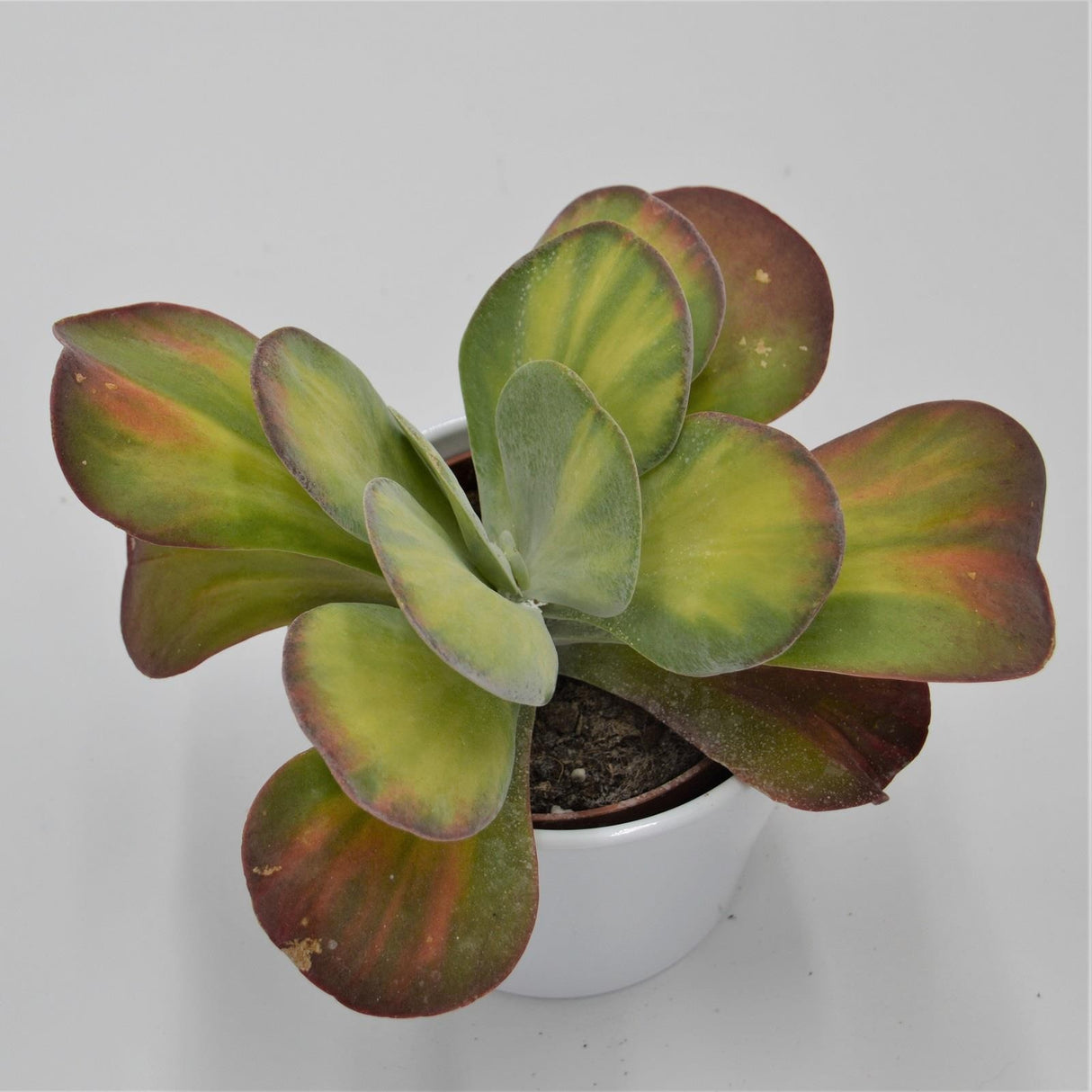 Kalanchoe thyrsiflora Rainbow - 10.5cm