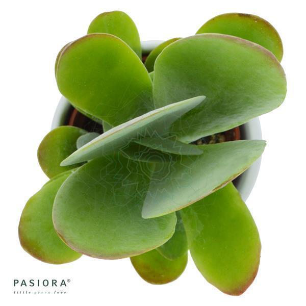 Konnichiwa Kalanchoe, 5 pieces