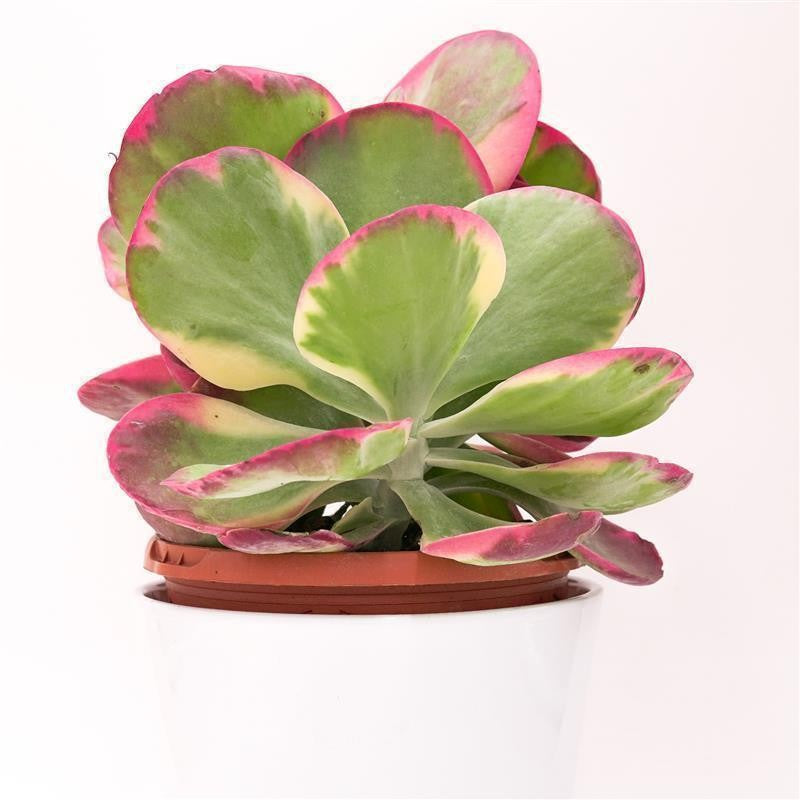 Kalanchoe thyrsiflora Rainbow - 17cm