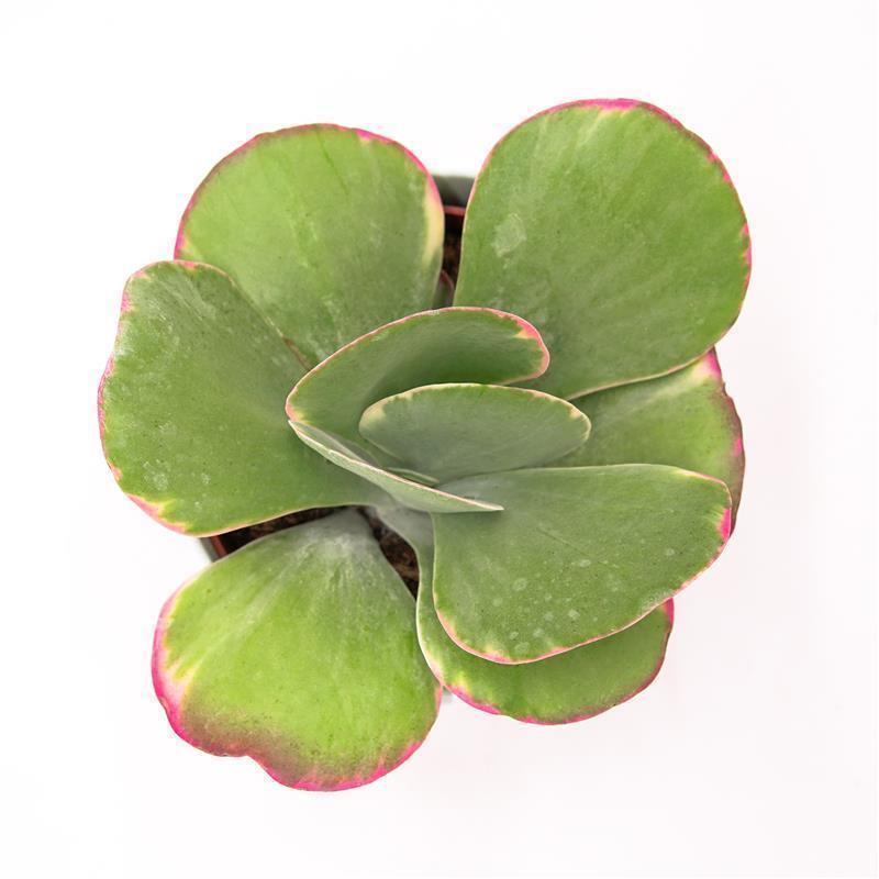 Kalanchoe thyrsiflora Rainbow - 10.5cm
