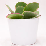 Kalanchoe thyrsiflora Rainbow - 10.5cm