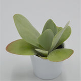 Kalanchoe thyrsiflora - 6cm