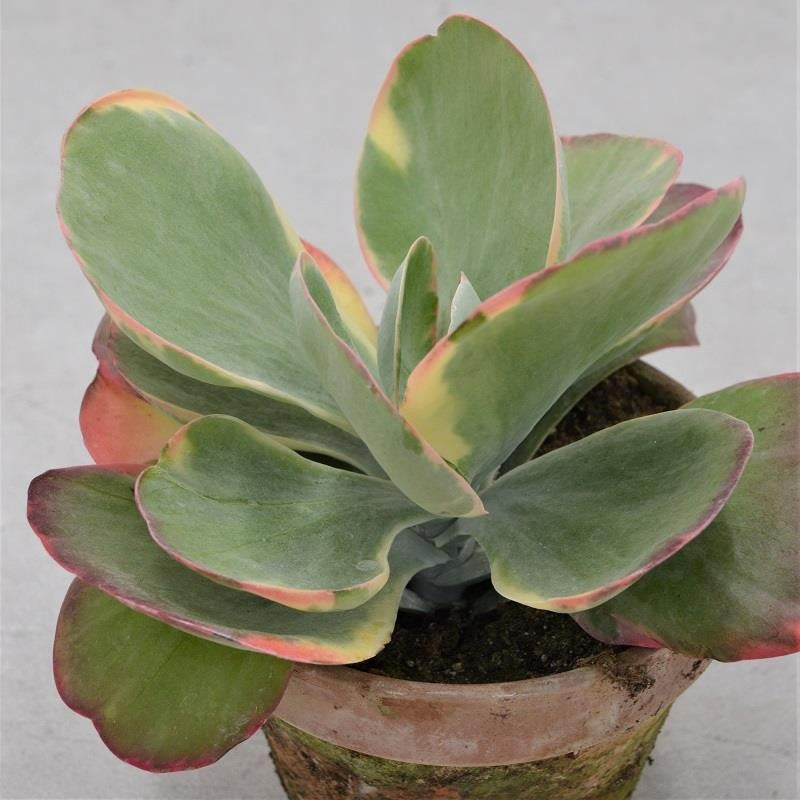Kalanchoe thyrsiflora Rainbow - 13cm in terracotta pot