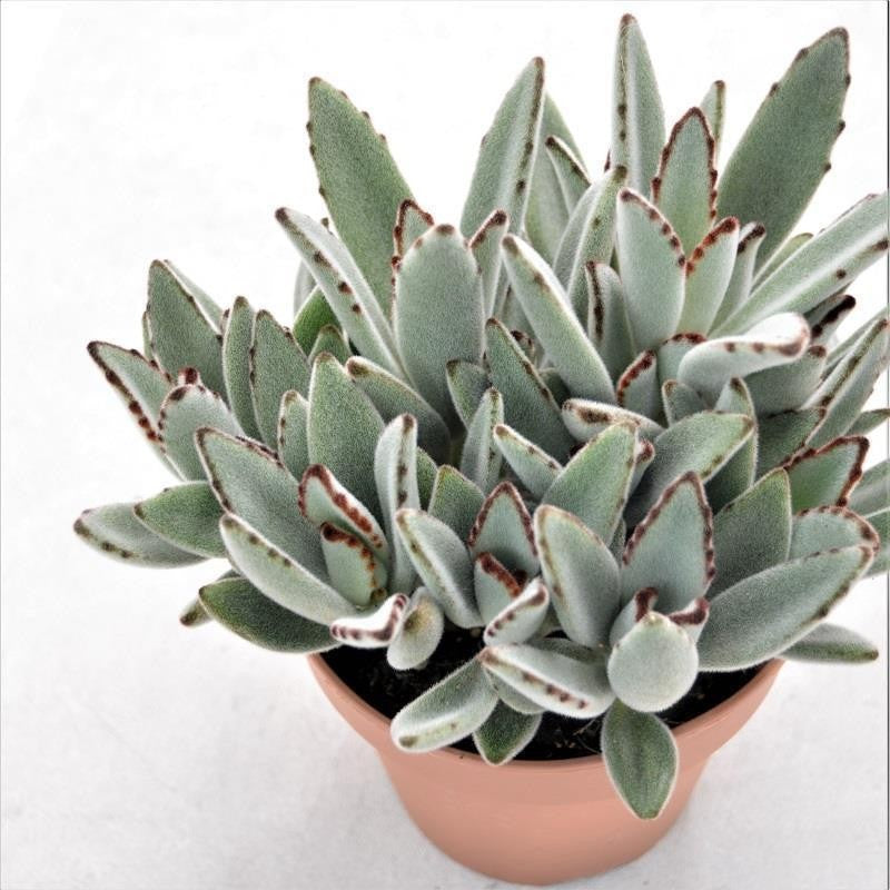 Kalanchoe tomentosa - 14cm