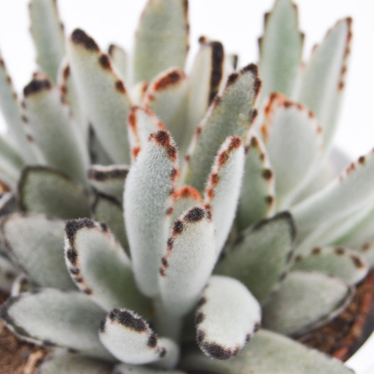 Kalanchoe tomentosa - 10.5cm