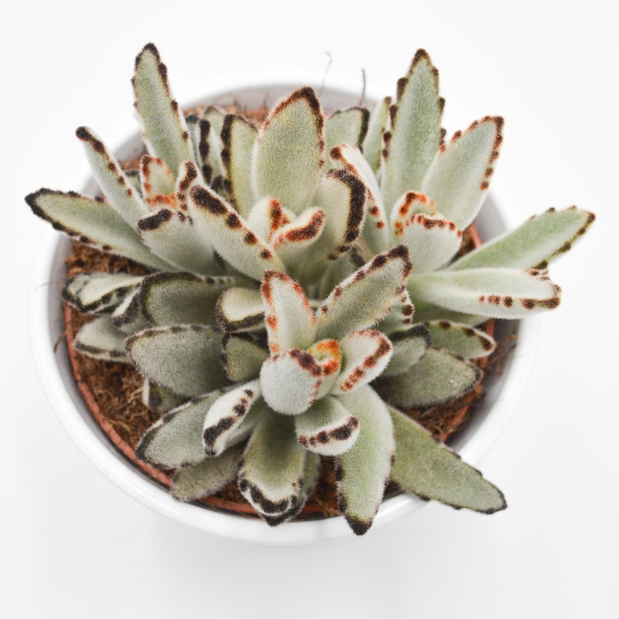 Kalanchoe tomentosa - 10.5cm
