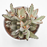 Kalanchoe tomentosa - 10.5cm