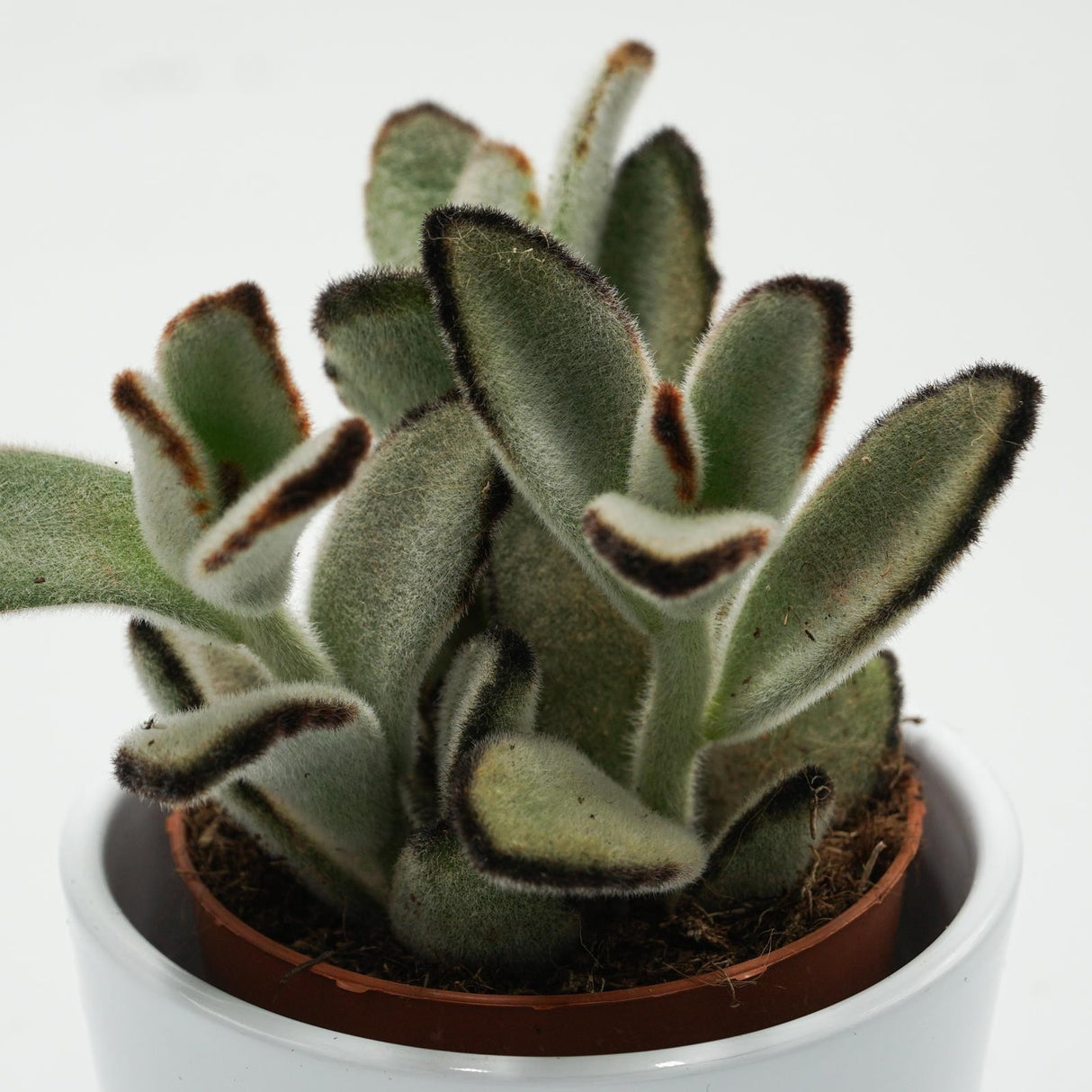Kalanchoe tomentosa Jumbo - 8.5cm